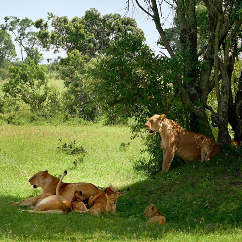fairmont mara safari club kenya